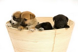 chiots 1