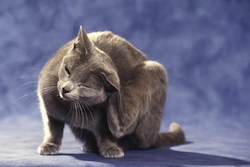 chat Russe bleu