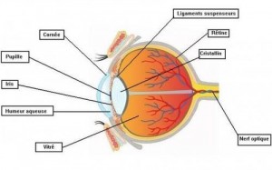 oeil_modifie_3