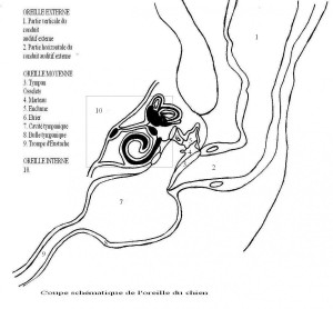 vetup_coupe_oreille_chien