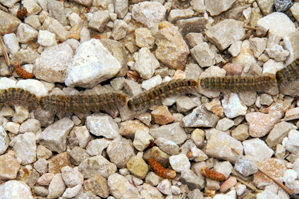 orugas de la procesionaria del pino (Thaumetopoea pityocampa)